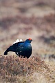 Black Grouse forage for food during the day  -  (Blackcock - Photo Black Grouse cock on courtship territory)