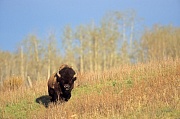 Amerikanischer Bisonbulle wandernt durch die Praerie - (Indianerbueffel - Praeriebison), Bison bison - Bison bison (bison), American Bison bull crossing the prairie - (American Buffalo - Plains Bison)