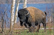 Amerikanischer Bisonbulle wandert durch die Praerie - (Indianerbueffel - Praeriebison), Bison bison - Bison bison (bison), American Bison bull crossing the prairie - (American Buffalo - Plains Bison)