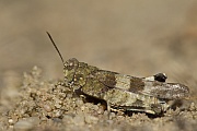 Blaufluegelige Oedlandschrecke erreicht eine Koerperlaenge von 15 - 28mm  -  (Foto Maennchen), Oedipoda caerulescens, Blue-winged Grasshopper, adults grow up to 15 - 28mm long  -  (Photo male)