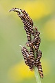 Blutbaer, das Weibchen kann bis zu 300 Eier legen  -  (Jakobskrautbaer - Foto Raupe), Tyria jacobaea, Cinnabar Moth, the females can lay up to 300 eggs  -  (Photo caterpillar)