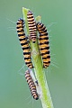 Blutbaer, haeufig findet man kleine Gruppen von Raupen auf der Futterpflanze  -  (Jakobskrautbaer - Foto Raupe), Tyria jacobaea, Cinnabar Moth, the females can lay up to 300 eggs  -  (Photo caterpillar)