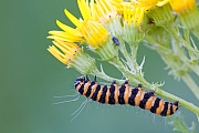 Jakobskrautbaer gehoert zur Unterfamilie der Baerenspinner  -  (Blutbaer - Foto Raupe), Tyria jacobaea, Cinnabar Moth can be found throughtout Europe  -  (Photo caterpillar)