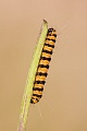 Blutbaer, durch das Fressen der Greiskraeuter werden auch die Raupen giftig  -  (Jakobskrautbaer - Foto Raupe), Tyria jacobaea, Cinnabar Moth, the bright colors of the larvae act as warning signs  -  (Photo caterpillar)