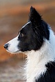 Border Collie, die durchschnittliche Lebensdauer betraegt 10 bis 14 Jahre, Canis lupus familiaris, Border Collie, the natural life span is between 10 to 14 years