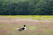 Border Collie, die Ohren koennen aufrecht stehen oder komplett herab haengen, Canis lupus familiaris, Border Collie, the ears are variable, some have fully erected ears or fully dropped ears