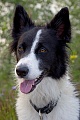Border Collie, the eye colour varies from brown to blue
