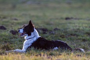 Border Collie wird als Huetehund in der Nutztierhaltung eingesetzt, insbesondere im Bereich der Schafhaltung, Canis lupus familiaris, Border Collie herding livestock, especially sheep