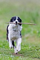 Border Collie apportiert einen Stock, Canis lupus familiaris, Border Collie brings a stick