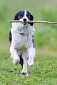 Border Collie apportiert einen Stock, Canis lupus familiaris, Border Collie brings a stick