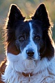 Portraet vom Border Collie im Gegenlicht, Canis lupus familiaris, Portrait of a Border Collie in backlight