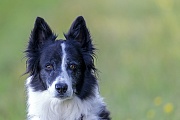 Portraet vom Border Collie, Canis lupus familiaris, Portrait of a Border Collie