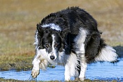 Border Collie spielt in einer Pfuetze, Canis lupus familiaris, Border Collie plays in a puddle