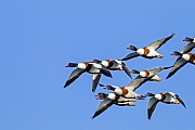 Common Shelduck, the average life span in the wild is 4,5 years of age  -  (Northern Shelduck - Photo Common Shelduck drakes in breeding plumage)