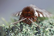 Brauner Baer fliegt von Juli bis September  -  (Gemeiner Baerenspinner - Foto Falter), Arctia caja, Garden Tiger Moth is nocturnal and can be usually seen flying around a source of light  -  (Great Tiger Moth - Photo imago)