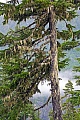 Berg-Hemlocktanne mit Bartflechten im Regenwald der kanadischen Pazifikkueste, Salmon Gletscher  -  Misty Fjords National Monument, Montain Hemlock with beard lichen in rainforest at the Canadian Pacific coast