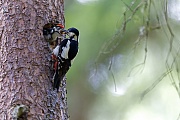 Great Spotted Woodpecker is classed as a species of least concern  -  (Photo Great Spotted Woodpecker female and chick in Slovakia in the Tatra-National Park)