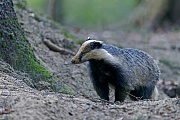 European Badger, the males tend to mark their territories more actively than females  -  (Eurasian Badger - Photo European Badger in front of the set)