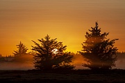 Sonnenaufgang mit Fichten im Morgennebel, Syddanmark  -  Daenemark, Sunrise with spruce trees and morning fog