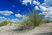 Gewoehnlicher Strandhafer auf einer Sandduene, Syddanmark  -  Daenemark, European Marram Grass on a sand dune