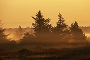 Sonnenaufgang mit Fichten im Morgennebel an der Daenischen Nordseekueste, Syddanmark  -  Daenemark, Sunrise with spruce trees and morning fog on the Danish North Sea coast