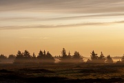 Sonnenaufgang mit Fichten im Morgennebel an der Daenischen Nordseekueste, Syddanmark  -  Daenemark, Sunrise with spruce trees and morning fog on the Danish North Sea coast