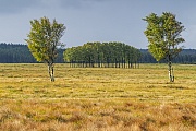 Heidelandschaft mit horstbildenden Graesern in Daenemark, Midtjylland  -  Danmark, Heath with grass in Denmark