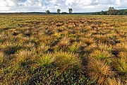 Heidelandschaft mit horstbildenden Graesern in Daenemark, Midtjylland  -  Danmark, Heath with grass in Denmark