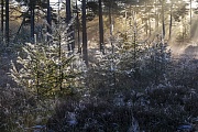 Nach einer kalten Nacht kaempfen sich in einem Wald die ersten Strahlen der Morgensonne durch den Nebel, Daenemark  -  Denmark, After a cold night, the first rays of the morning sun fight their way through the fog in a forest