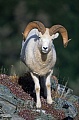 Dall Sheep ram standing at the border of a alpine meadow