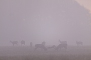 Zwei Damhirsche kaempfen im Morgennebel vor einem kleinen Damwildrudel, Dama dama, Two Fallow Deer bucks fighting in morning fog in front of a small herd