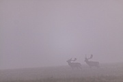 Zwei Damhirsche schreiten im Morgennebel ueber den Brunftplatz, Dama dama, Two Fallow Deer bucks walk in morning mist over the rutting ground