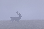 Ein Damschaufler verlaesst im Morgennebel den Brunftplatz, Dama dama, A Fallow Deer buck leaves in morning fog the rutting ground