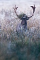 Graeser und Binsen schmuecken das Geweih des Damschauflers, Dama dama, Grasses and rushes decorate the antlers of a Fallow Deer buck