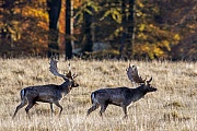 Zwei Damschaufler vor der herbstlichen Kulisse eines Rotbuchenwaldes, Dama dama, Two Fallow Deer bucks in front of a Common Beech forest in fall