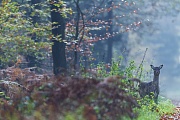 Damwild aest gerne auf Waldwegen, so wie dieses aufmerksam aeugende Damtier im Drager Forst, Dama dama, Fallow Deer like to feed on forest trails, like this doe in Drager Forest