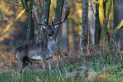 Maennliche Damhirsche erreichen in freier Wildbahn ein Durchschnittsalter von 8 bis 12 Jahren, Dama dama, Male Fallow Deer reach an average age of 8 to 12 years in the wild