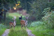 Ein Damtier mit Kalb steht auf einem Waldweg, beobachtet von einem schwarzen Damschaufler, Dama dama, A Fallow Deer doe with fawn stands on a forest path, watched by a black buck