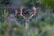 Es erfordert viel GlÃ¼ck im Wasserdost eine Luecke zu finden um die Damhirsche freigestellt fotografieren zu koennen, Dama dama, It requires a lot of luck to find a gap in the Hemp-Agrimony for photographing the Fallow Deer bucks exempted