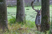 In der letzten Septemberdekade finden sich die ersten Damschaufler am Hauptbrunftplatz ein, Dama dama, In the last decade of September, the first Fallow Deer bucks are found at the main rutting ground