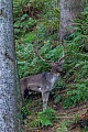 Am gegenueberliegenden Hang sucht ein Damhirsch nach einem Ruheplatz, Dama dama, On the opposite slope a Fallow Deer buck is looking for a resting place