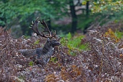Ein Damschaufler verharrt fuer einen Moment auf einem Wildwechsel und sichert zu einem Waldweg, Dama dama, A Fallow Deer buck persits for a moment on a game trail and secures to a forest trail