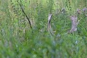 Der Damhirsch wurde im Jahr 1860 in Neuseeland eingebuergert  -  (Damwild - Foto Damhirsch mit Bastgeweih), Dama dama, The Fallow Deer was introduced to New Zealand in 1860  -  (Common Fallow Deer - Photo Fallow Deer buck with velvet-covered antlers)