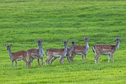 Aufmerksam aeugt das kleine Damwildrudel zum Waldrand, Dama dama, The small herd of Fallow Deer looks attentively to the edge of the forest