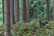 Black specimens are common in Fallow Deer, usually the underside of the belly and legs are gray-black