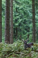 Ein Damschaufler auf dem Weg zum Hauptbrunftplatz, Dama dama, A Fallow Deer buck on the way to the main rutting ground