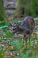 Im Randbereich des Brunftplatzes sind Damhirschspiesser haeufig zu beobachten, Dama dama, Fallow Deer brockets are often seen in the periphery of the rutting ground