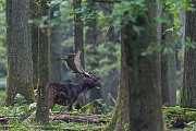 Ein Damhirsch auf dem Brunftplatz, Dama dama, A Fallow Deer buck on the rutting ground