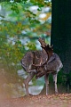 Entspannt kratzt sich der Damhirsch mit dem Hinterlauf am Kopf, Dama dama, Relaxed, the Fallow Deer buck scratches the head with his hind leg