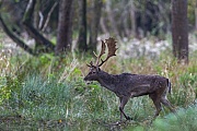 Ein junger Damhirsch wechselt schnell ueber den Brunftplatz, Dama dama, A young Fallow Deer buck moves quickly over the rutting ground